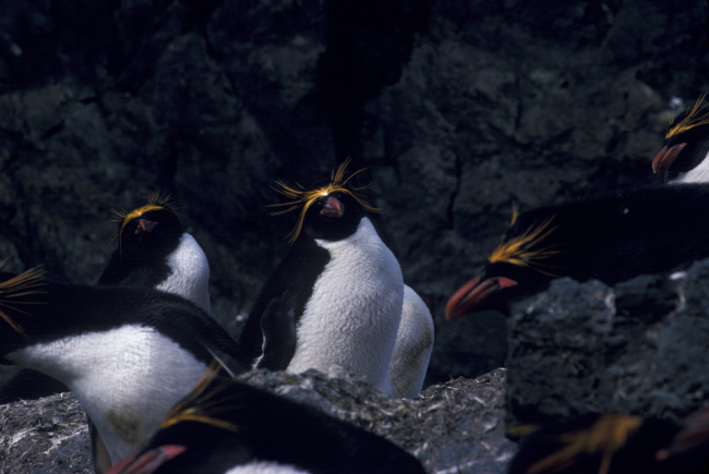 Macaroni penguins at Seal Island, Antarctica