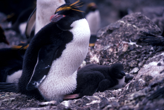 Macaroni penguin with chick at Seal Island, Antarctica