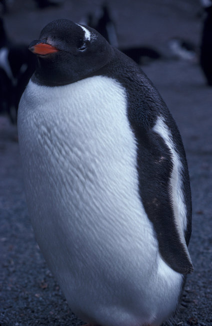 Gentoo penguin, Seal Island, Antarctica