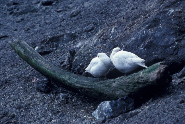Sheathbills, Seal Island, Antarctica
