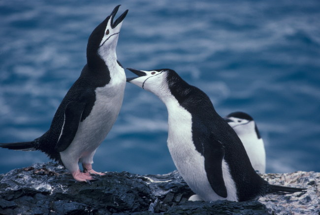 Chinstrap penguins calling, Seal Island, Antarctica