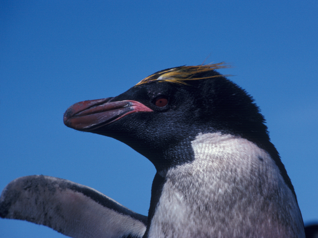 Macaroni penguin, Seal Island, Antarctica