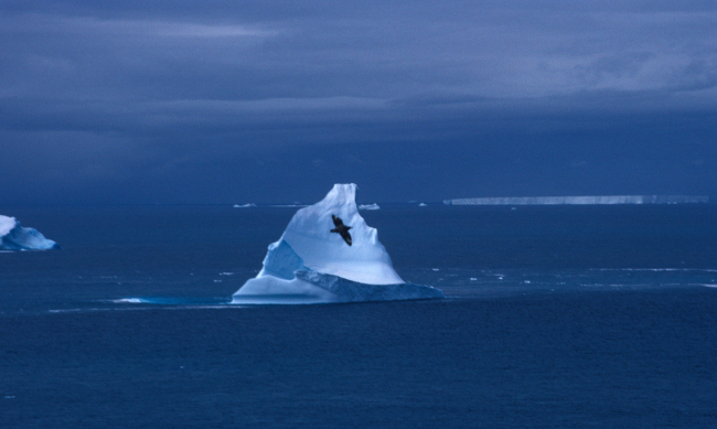 South polar skua, South Shetland Islands, Antarctica