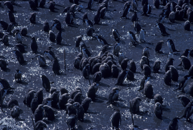 A chinstrap penguin colony, Seal Island