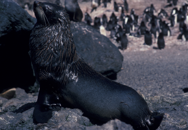Antarctic fur seal and penguins, Seal Island, Antarctica