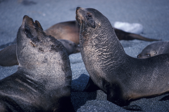 Antarctic fur seals, South Shetland Islands