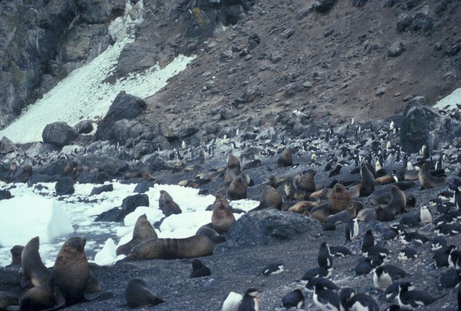 Antarctic fur seal and chinstrap penguins, Seal Island, Antarctica