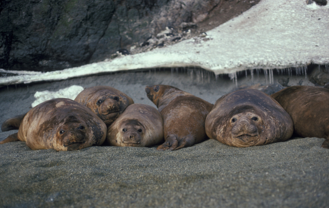 Southern elephant seals, Seal Island, Antarctica