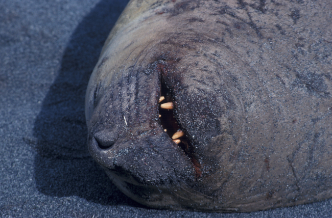 A resting southern elephant seal, South Shetland Islands, Antarctica