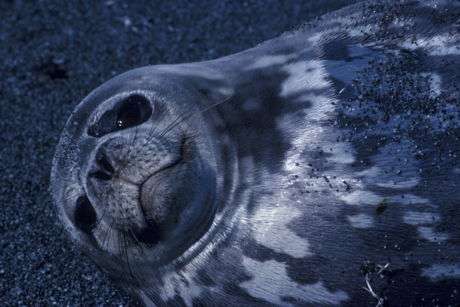 Weddell seal, South Shetland Islands