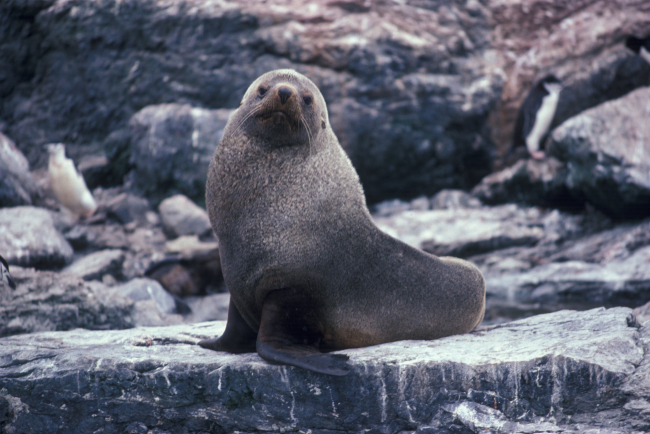 Antarctic fur seal, South Shetland Islands