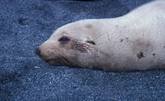 Antarctic fur seal, white morph, South Shetland Islands
