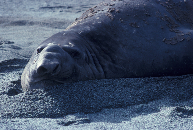 Southern elephant seal, South Shetland Islands, Antarctica