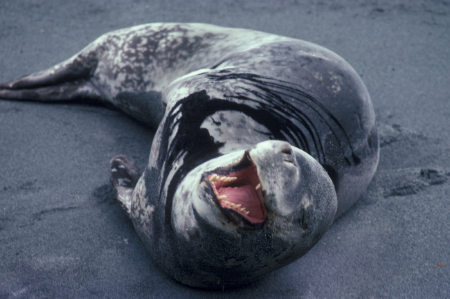 Leopard seal, Seal Island, Antarctica