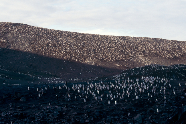 A chinstrap penguin colony, King George Island