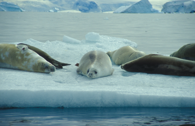 Crabeater seals on an ice floe, South Shetland Islands