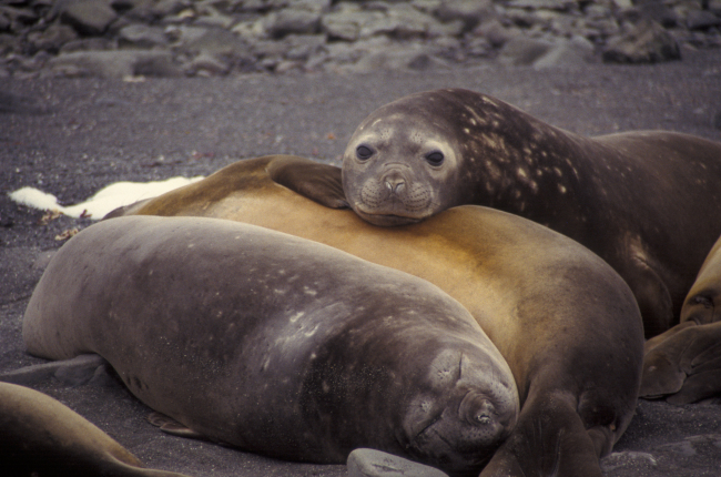 Female southern elephant seals, South Shetland Islands, Antarctica
