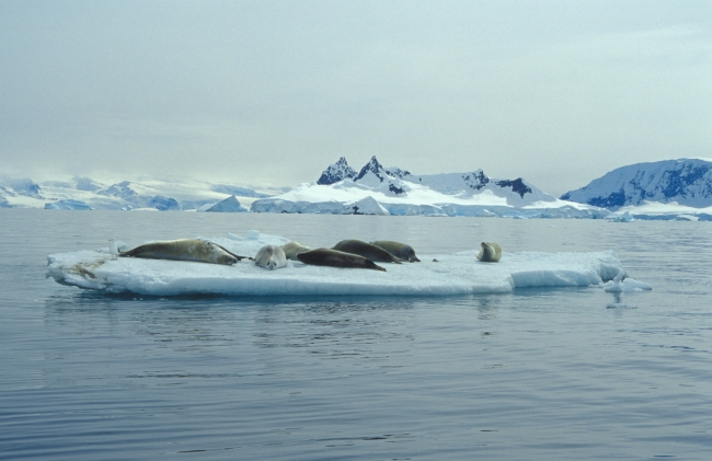 A group of crabeater seals on an ice floe