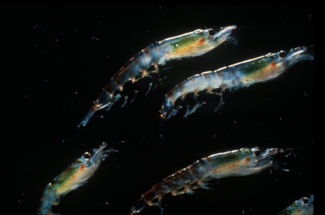 Antarctic krill, Euphausia superba
