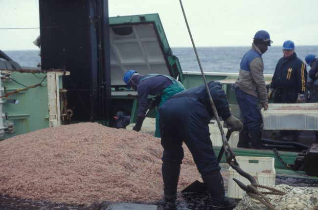 Krill catch aboard a commerical trawler