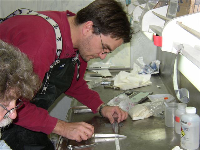 AMLR scientist Tom Near measures fish samples caught aboard the R/VYuzhmorgeologiya