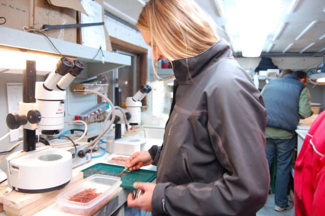 AMLR scientist Kristen Green sorts krill samples aboard the R/VYuzhmorgeologiya
