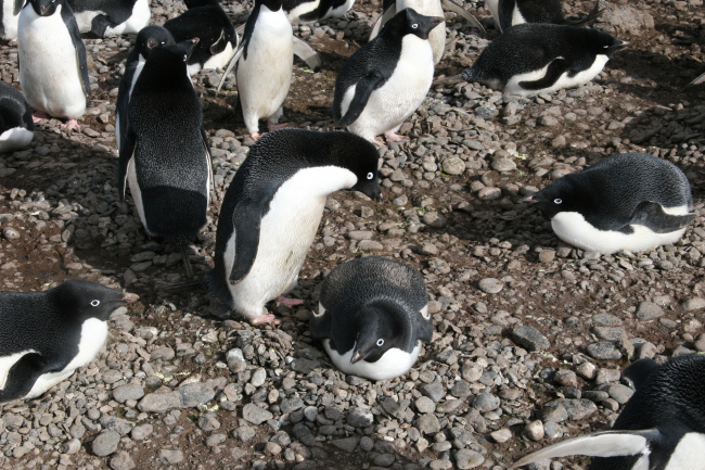 Adelie penguins incubating eggs