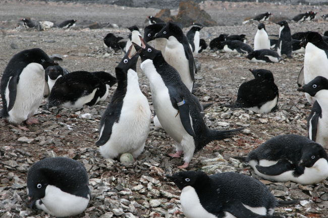 Adelie penguins nest relief