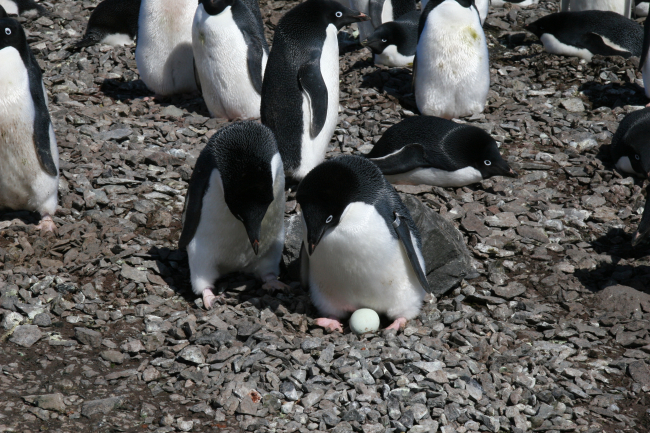 Adelie penguins with their new egg