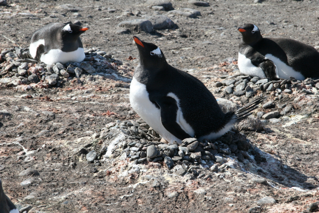 Gentoo penguins incubating eggs