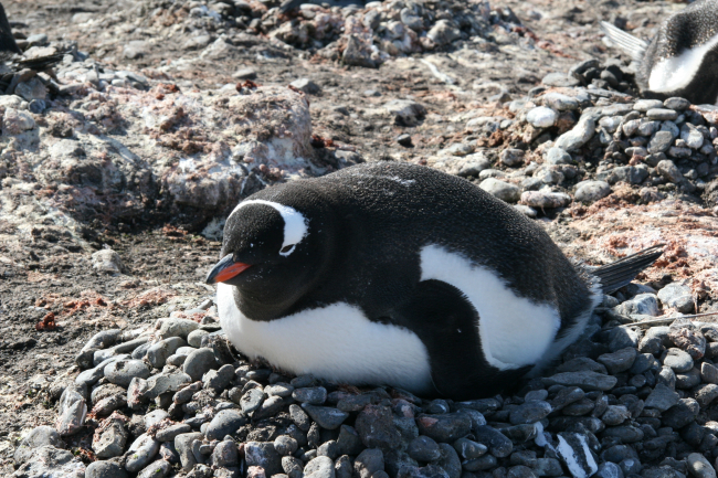 Gentoo penguins incubating eggs
