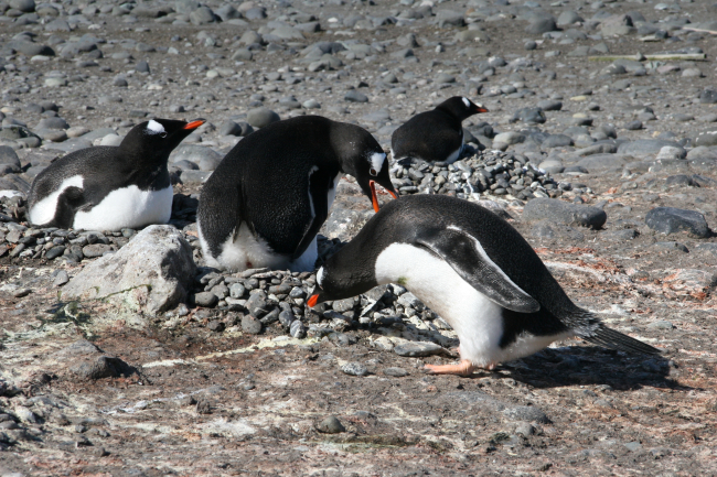 Gentoo penguin building pebble nest