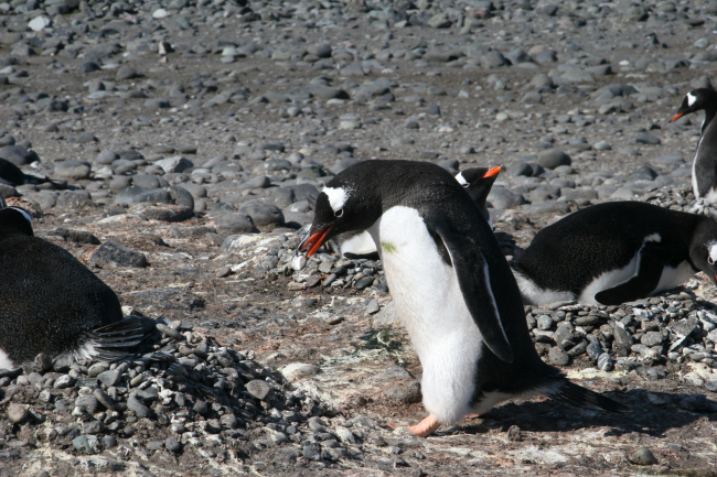 Gentoo penguin building pebble nest
