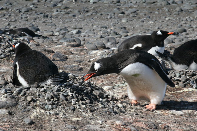 Gentoo penguin building pebble nests
