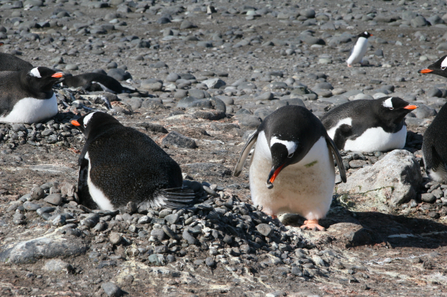 Gentoo penguin stealing pebbles from another penguin nest