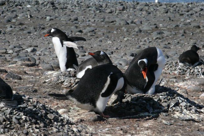 Gentoo penguin stealing pebbles from another penguin nest