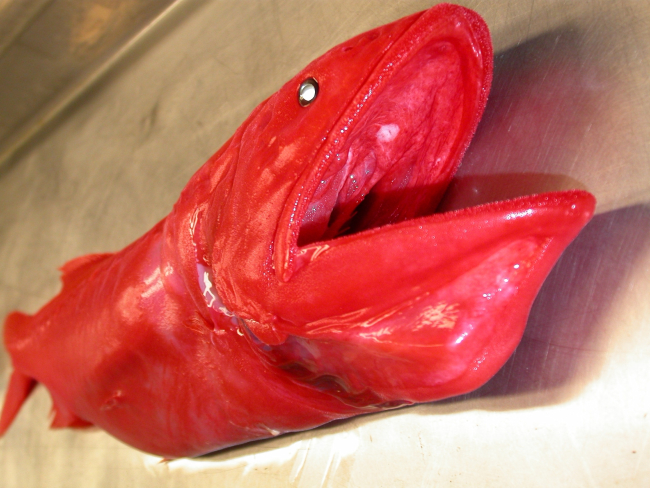 Velvet whalefish (Barbourisia roufa)