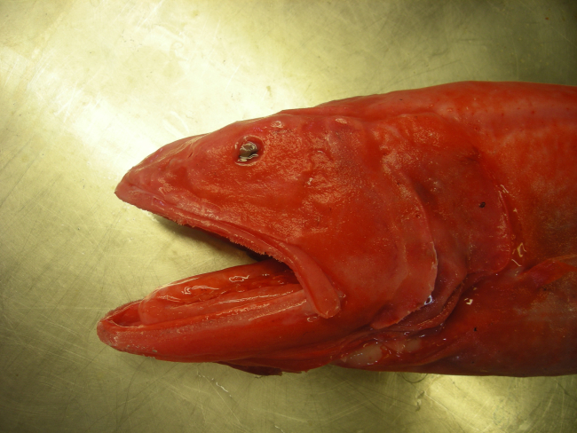 Velvet whalefish (Barbourisia roufa)