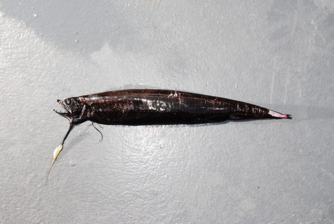 Barbate dragonfish? (Eustomias enbarbatus?)