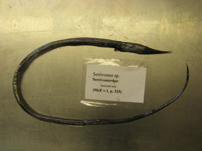 Sawtooth eel (Serrivomer sp