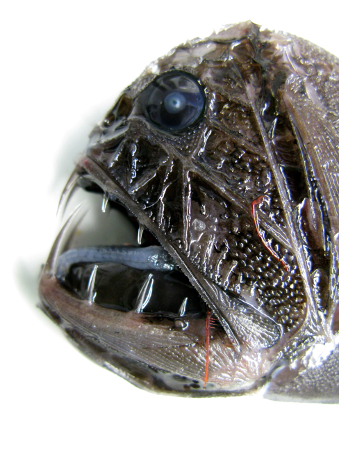Fangtooth (Anoplogaster cornuta)