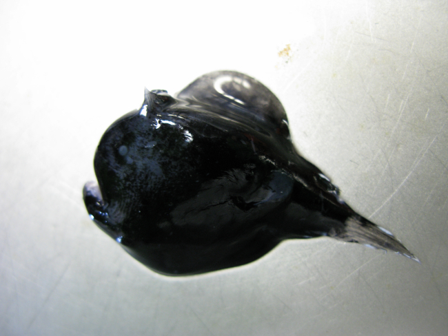 Anglerfish (Melanocetus sp