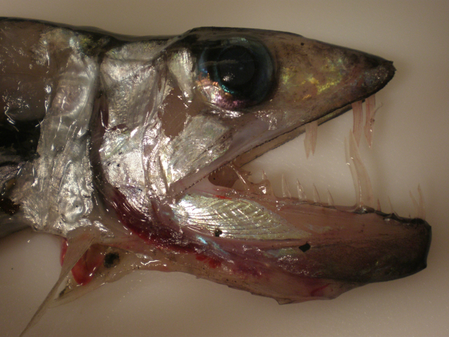 Fearsome looking unidentified deep sea fish