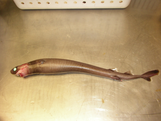 A cookie cutter shark (Isistius brasiliensis)