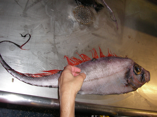 Scalloped ribbonfish (Zu cristatus)