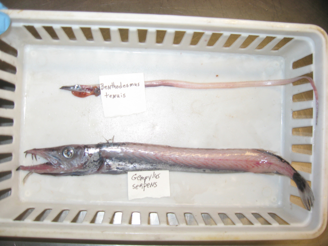 Slender frostfish (benthodesmus tenuis) and snake mackerel (Gempylusserpens)