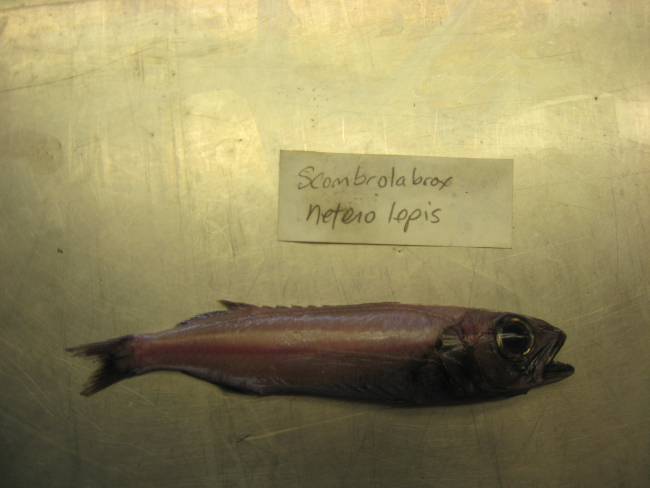Longfin escolar (Scombrolabrax heterolepis)