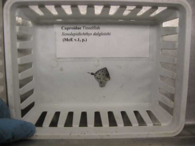 Spotted tinselfish (Xenolepidichthys dalgleishi) in sorting tray