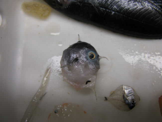 Sunfish larvae (Masturus lanceolatus)
