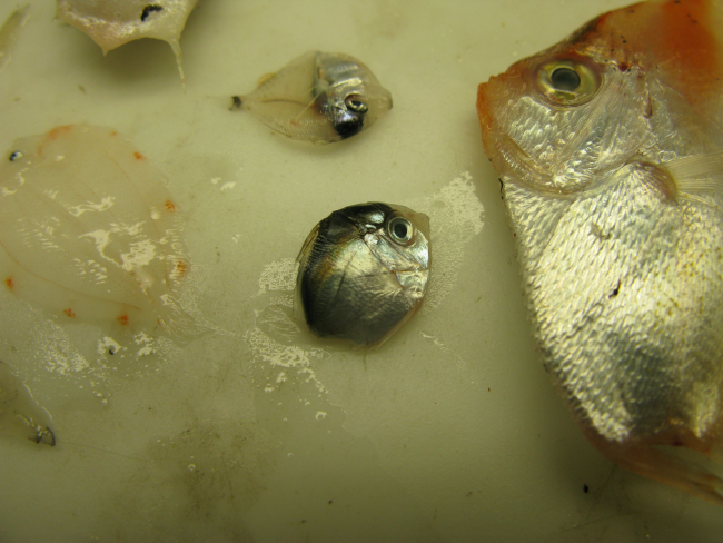 Large fish is boarfish (Antigonia capros) and other juvenile fish and fishlarvae